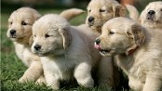 Bow Wow Wow